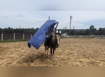 Haflinger, Gelding, 10 years, 14 hh, Roan-Red