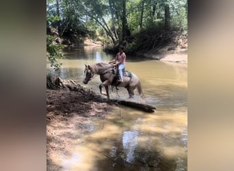 Haflinger, Gelding, 10 years, 14 hh, Roan-Red
