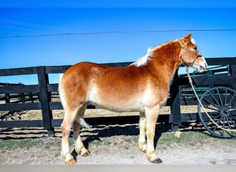 Haflinger, Gelding, 10 years, 14 hh, Sorrel