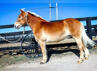 Haflinger, Gelding, 10 years, 14 hh, Sorrel
