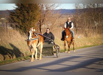 Haflinger, Gelding, 10 years, 14 hh, Sorrel