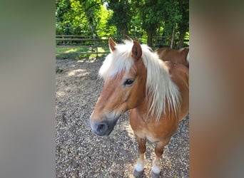 Haflinger, Gelding, 10 years, 14,1 hh, Chestnut