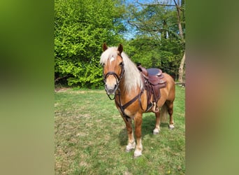 Haflinger, Gelding, 10 years, 14,1 hh, Chestnut