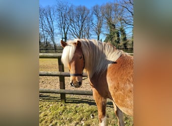 Haflinger, Gelding, 10 years, 14,1 hh, Chestnut