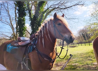 Haflinger Mix, Gelding, 10 years, 14,1 hh, Chestnut