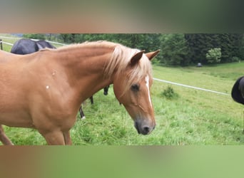 Haflinger Mix, Gelding, 10 years, 14,1 hh, Chestnut-Red