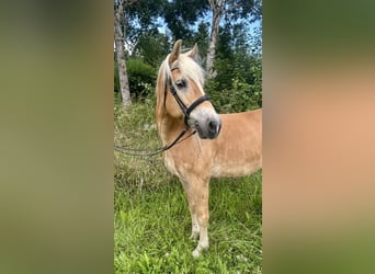 Haflinger, Gelding, 10 years, 14,2 hh, Chestnut-Red