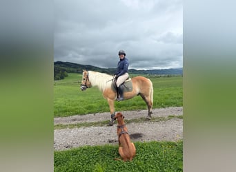 Haflinger, Gelding, 10 years, 14,2 hh, Chestnut-Red