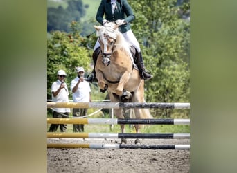 Haflinger, Gelding, 10 years, 14,2 hh, Chestnut-Red