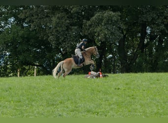 Haflinger, Gelding, 10 years, 14,2 hh, Chestnut-Red