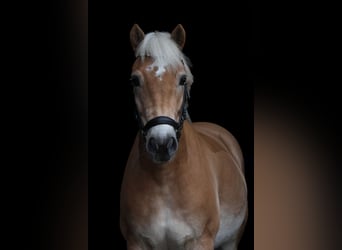 Haflinger, Gelding, 10 years, 14,2 hh