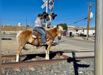 Haflinger, Gelding, 10 years, Sorrel