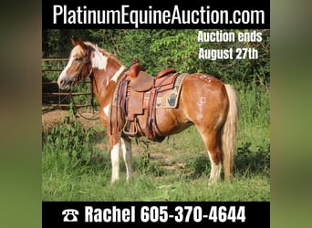 Haflinger, Gelding, 10 years, Tobiano-all-colors