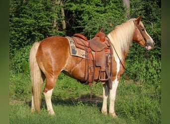 Haflinger, Gelding, 10 years, Tobiano-all-colors