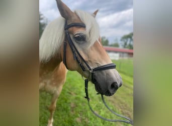 Haflinger, Wallach, 11 Jahre, 14,2 hh, Hellbrauner