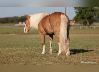 Haflinger, Gelding, 11 years, 14.2 hh, Palomino