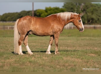 Haflinger, Gelding, 11 years, 14.2 hh, Palomino