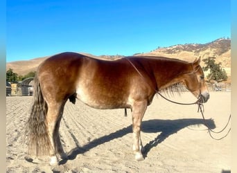 Haflinger, Gelding, 11 years, 14,3 hh, Chestnut