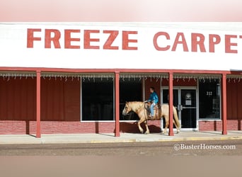 Haflinger, Gelding, 11 years, 14 hh, Chestnut