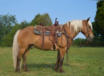 Haflinger, Gelding, 11 years, 14 hh, Palomino