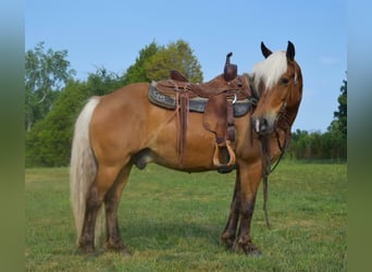 Haflinger, Gelding, 11 years, 14 hh, Palomino