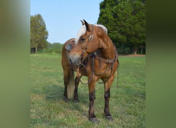 Haflinger, Gelding, 11 years, 14 hh, Palomino