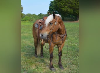 Haflinger, Gelding, 11 years, 14 hh, Palomino