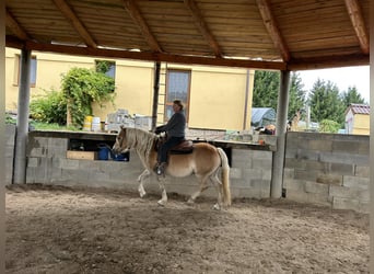 Haflinger, Gelding, 11 years, 14,1 hh, Palomino