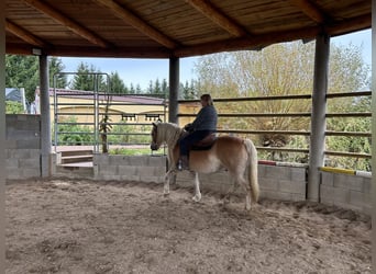Haflinger, Gelding, 11 years, 14,1 hh, Palomino