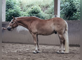 Haflinger, Gelding, 11 years, 14,3 hh, Chestnut-Red