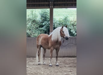 Haflinger, Gelding, 11 years, 14,3 hh, Chestnut-Red