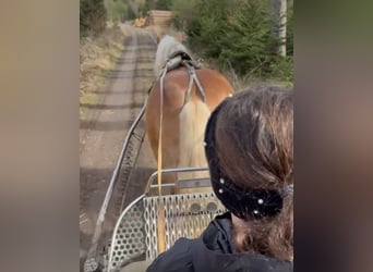 Haflinger, Gelding, 11 years, 14,3 hh, Chestnut-Red