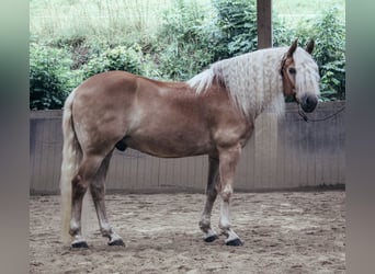 Haflinger, Gelding, 11 years, 14,3 hh, Chestnut-Red