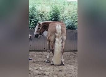 Haflinger, Gelding, 11 years, 14,3 hh, Chestnut-Red