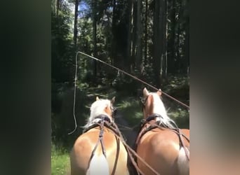 Haflinger, Gelding, 11 years, 14,3 hh, Chestnut-Red
