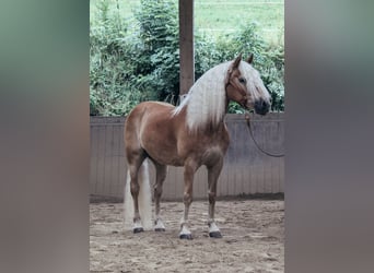 Haflinger, Gelding, 11 years, 14,3 hh, Chestnut-Red