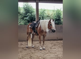 Haflinger, Gelding, 11 years, 14,3 hh, Chestnut-Red