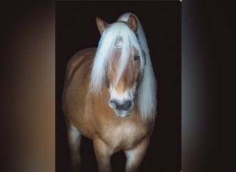 Haflinger, Gelding, 11 years, 15.1 hh, Chestnut-Red