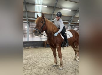 Haflinger Mix, Gelding, 11 years, 15 hh, Chestnut-Red