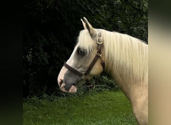 Haflinger Mix, Wallach, 12 Jahre, 13,2 hh, Palomino