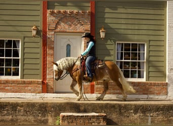 Haflinger, Gelding, 12 years, 14,1 hh, Sorrel