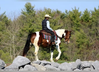 Haflinger, Gelding, 12 years, 14.2 hh, Pinto