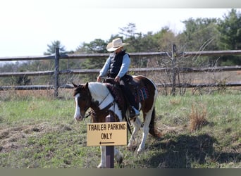 Haflinger, Gelding, 12 years, 14.2 hh, Pinto