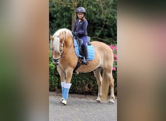 Haflinger, Gelding, 12 years, 14,3 hh, Chestnut-Red