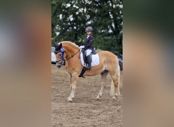 Haflinger, Gelding, 12 years, 14,3 hh, Chestnut-Red