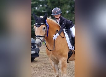 Haflinger, Gelding, 12 years, 14,3 hh, Chestnut-Red