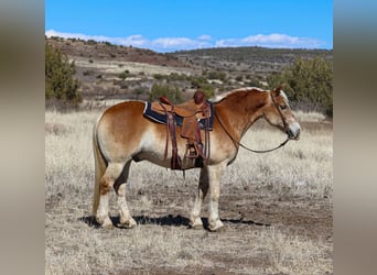 Haflinger, Gelding, 12 years, 14,3 hh, Palomino