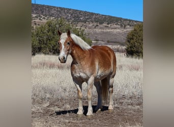 Haflinger, Gelding, 12 years, 14,3 hh, Palomino