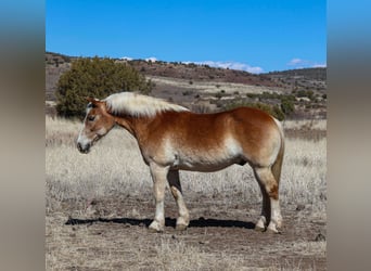 Haflinger, Gelding, 12 years, 14,3 hh, Palomino