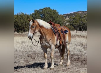 Haflinger, Gelding, 12 years, 14,3 hh, Palomino